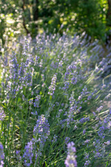 lavender flowers in the garden