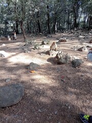 Azerou, Morocco - 08062022: Kharzouza Forest near Azrou, to spend a fun time don't forget to take food with you for the monkeys