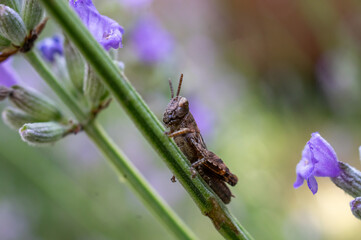 grasshopper on a flower