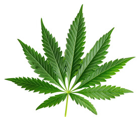 PNG Cannabis leaf plant herbs white background.