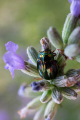 beetle on lavender