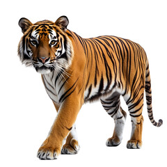 Obraz premium Captivating Bengal Tiger in Isolated Studio Portrait on Plain White Background transparent png