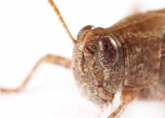 Close up of head short-horned grasshopper isolated on white