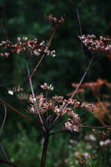 Dry wild flowers close up against the background of other plants