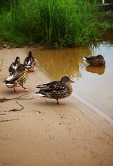 Fototapeta premium Several ducks close up in river water on a non-sunny day