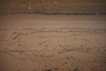 River sand near the river bank with traces of duck steps
