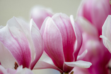 Magnolia Sulanjana flowers with petals in the spring season. beautiful pink magnolia flowers in spring, selective focusing.