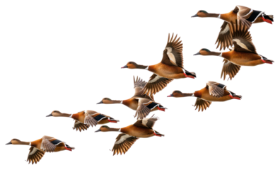 PNG Flying ducks in formation