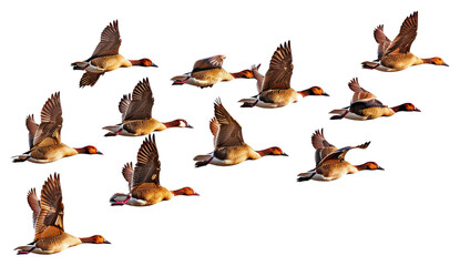 PNG Flying ducks in formation
