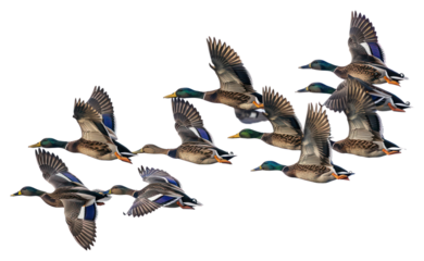 PNG Flying ducks in clear sky