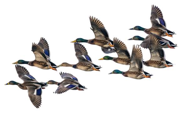 PNG Flying ducks in clear sky