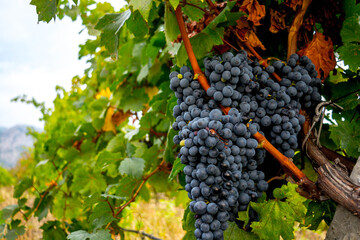 Ripe grapes