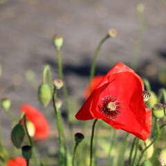 Obraz premium Red poppies in the garden