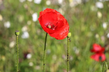 Obraz premium Red poppies in the garden
