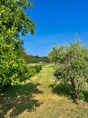 Naklejka premium House in the park