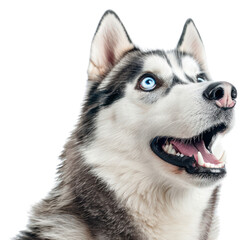 Obraz premium PNG Photo of shocked siberian husky animal canine mammal.