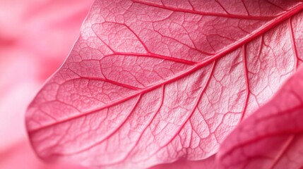 Close-up of a pink petal abstract background.