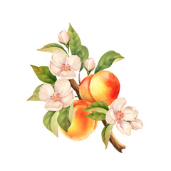 Peach branch. Hand drawn fruit illustration with flowers. Isolated on white.