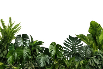 PNG  Lush tropical foliage background © Rawpixel.com