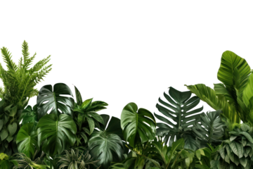 PNG  Lush tropical foliage background