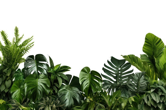 Fototapeta PNG  Lush tropical foliage background