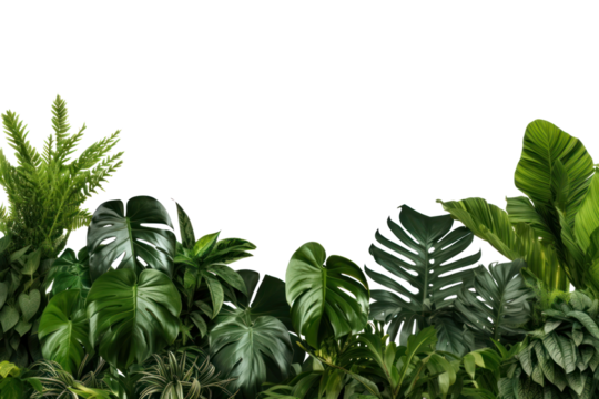 PNG  Lush tropical foliage background