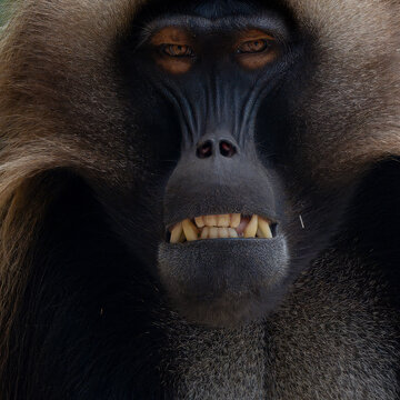 Theropithecus gelada