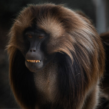 Theropithecus gelada