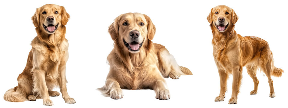 Full body set of Golden Retriever dog in sitting, lying down and standing, isolate on transparent background