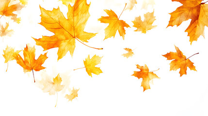 Obraz premium Realistic yellow and orange maple leaves falling against a white background 