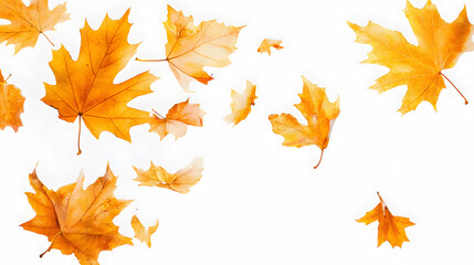 Obraz premium Realistic yellow and orange maple leaves falling against a white background 