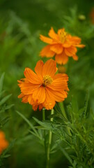 Close-up of Cosmos bipinnatus flower blooming