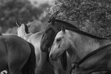 Obraz premium young stallions