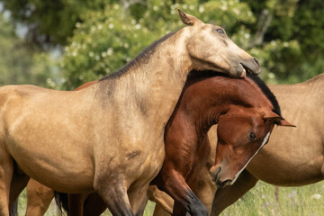 Fototapeta premium horse in the field