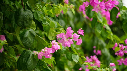 Close-up of blooming bougainvillea