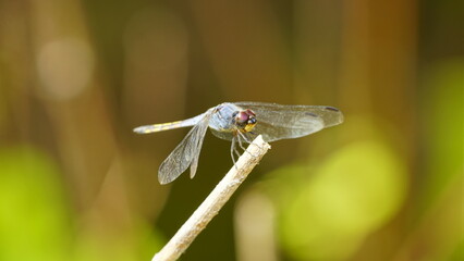Close-up of dragonfly perched on a tree branch