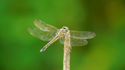 Close-up of dragonfly perched on a tree branch