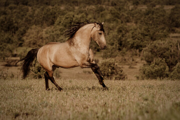 horse running in the field