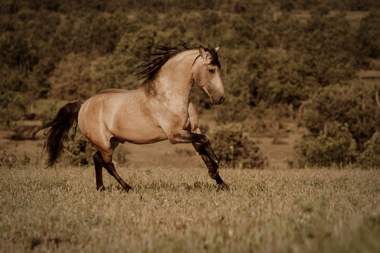 horse running in the field