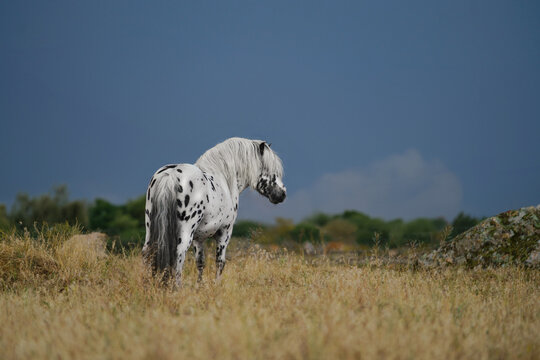 portrait pony checke on pasture