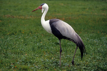 Grue caronculée,.Grus carunculata, Wattled Crane