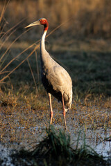 Grue antigone,.Antigone antigone, Sarus Crane, Inde