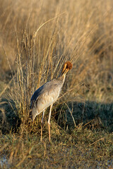 Grue antigone,.Antigone antigone, Sarus Crane, Inde