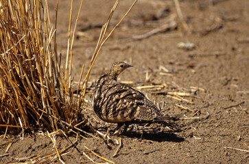 Ganga à ventre brun,.Pterocles exustus, Chestnut bellied Sandgrouse