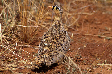 Ganga à face noire,.Pterocles decoratus, Black faced Sandgrouse