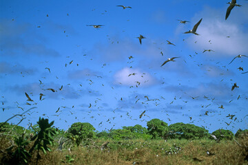 Sterne fuligineuse, Sterna fuscata nubilosa, Onychoprion fuscatus , Sooty Tern, Ile Byrd, Seychelles