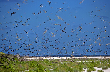 Sterne fuligineuse, Sterna fuscata nubilosa, Onychoprion fuscatus , Sooty Tern, Ile Byrd, Seychelles