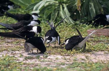 Sterne fuligineuse, Sterna fuscata nubilosa, Onychoprion fuscatus , Sooty Tern, Ile Byrd, Seychelles