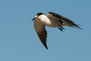 Sterne fuligineuse, Onychoprion fuscatus, Ile Ascension, Atlantique Sud, territoire britannique d'outre mer