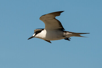 Sterne fuligineuse, Onychoprion fuscatus, Ile Ascension, Atlantique Sud, territoire britannique d'outre mer